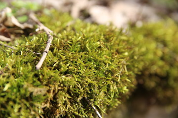 moss-covered stones in the woods