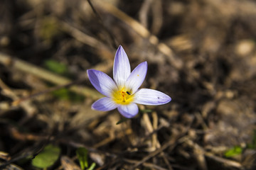 Crocus with insects