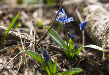 blue snowdrop in spring forest. Blue scilla flowers (Scilla siberica) or siberian squill