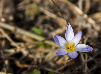 Crocus with insects