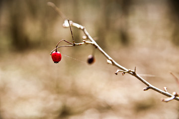 hawthorn berry on a branch