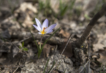 Crocus with insects