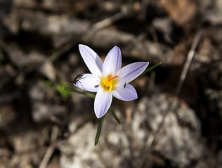 Crocus with insects