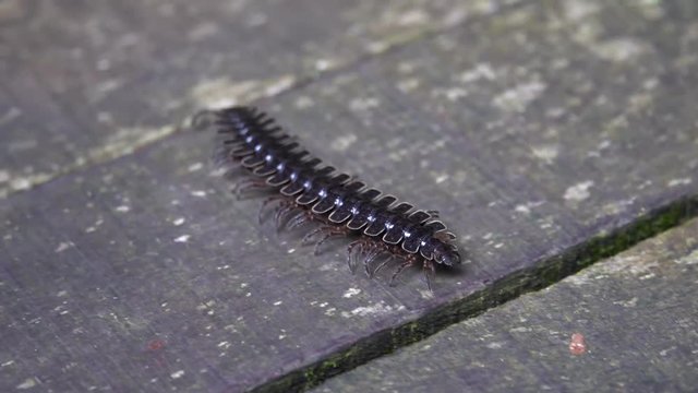 Tractor Millipede (Diplopoda, Polydesmida, Platyrhacidae), Danum Valley, Borneo, Malaysia