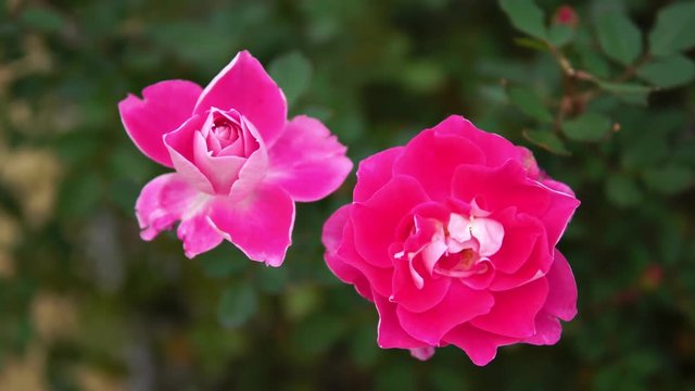 Beautiful close-up of Pink Roses (Carefree Wonder) in garden with bokeh background behind in soft focus, Hitachi Seaside Park, Ibaraki, Japan