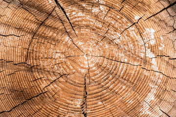 Old cut logs of larch with annual rings