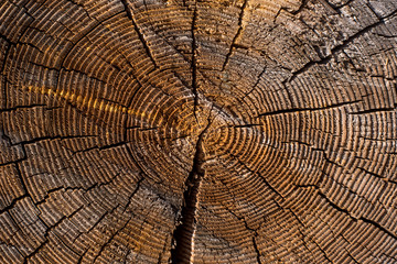 Fototapeta premium Old cut logs of larch with annual rings