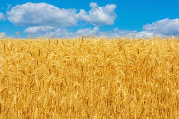 Photo of yellow wheat field with blue sky and clouds at summer