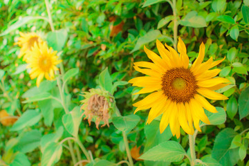 Sunflowers, blooming beautiful yellows flowers in Thailand.