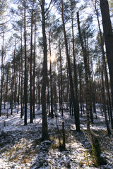 European young forest thicket in early spring season in central Poland mazovian plateaus near Warsaw