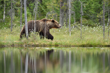 Obraz na płótnie Canvas brown bear walking next to the water. brown bear walking in wetland.
