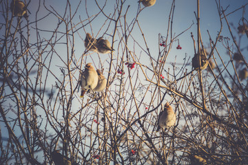 Waxwings on Winter Tree Retro