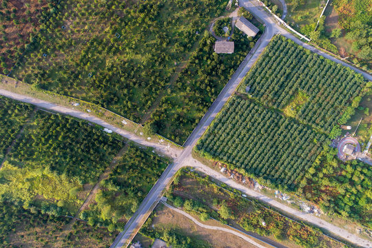 Orange Farms in Mazandaran, Iran