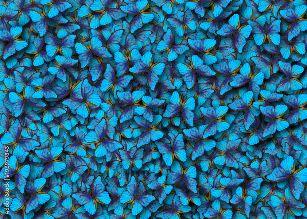 Aufkleber blue abstract texture background. butterfly morpho. wings of a butterfly morpho. flight of bright bl