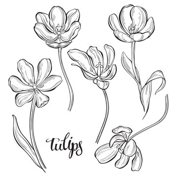 Tulips.Vector illustration, isolated floral elements for design. Monochrome illustration on white background. Sketch, outline.