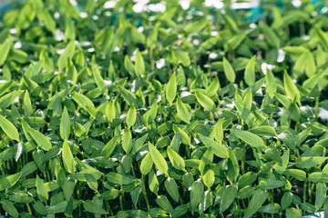 Young green seedlings, shoots and shoots. Selective focus