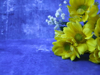 Yellow chrysanthemums on a blue background