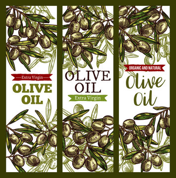 Vector olive oil extra vrigin sketch banners