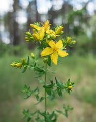 Obraz premium Tutsan or Hypericum. Flowering plant. Nature background.