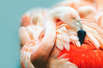 Pink Flamingo head in profile. Turquoise background. Place for text - obrazy, fototapety, plakaty