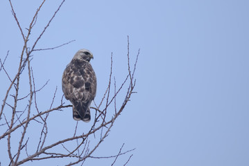 Common buzzard in the tree