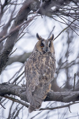 Long-eared owl in the tree