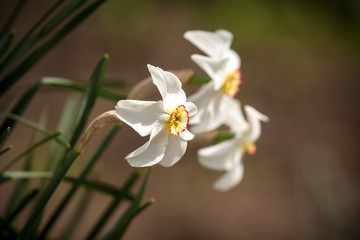 White daffodil flower