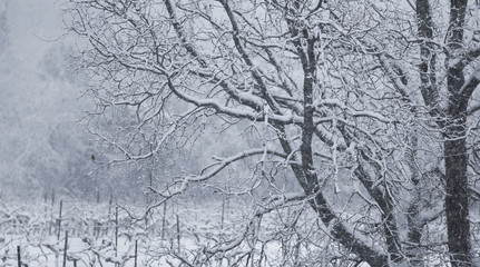 Obraz premium Paysage en hiver à la montagne, campagne, avec la neige blanche qui recouvre la nature et des arbres sans feuilles sauf les sapins. Soleil entre les nuages au-dessus des vallées enneigées des Alpes