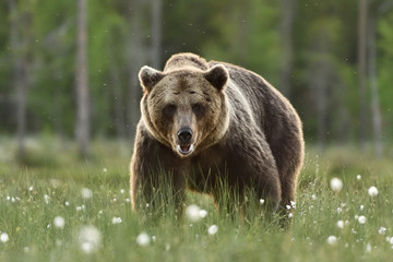Obraz na płótnie Canvas Big adult male brown bear. Serious look.