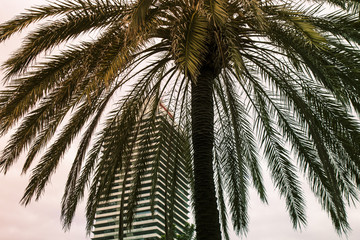 One tropical palm tree on the background of sky and skyscraper,  concept of summer in the tropical city