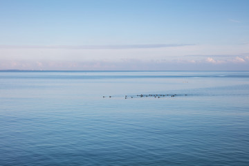 Blässhühner auf der Ostsee, Lübecker Bucht, Schleswig-Holstein, Deutschland, Europa