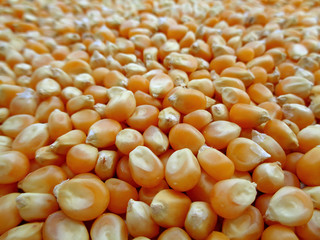 Closed up texture of dried corn kernels for popcorn with selective focus, blurred background 