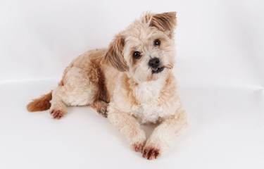 small brown mixed dog is lying in the studio