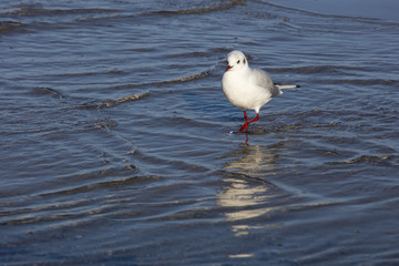 Lachmöwe, (Larus ridibundus), Möwe, (Laridae), Ostseeküste,  Lübecker Bucht, Schleswig-Holstein, Deutschland, Europa