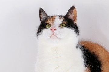 niedliche katze im studio schaut nach oben