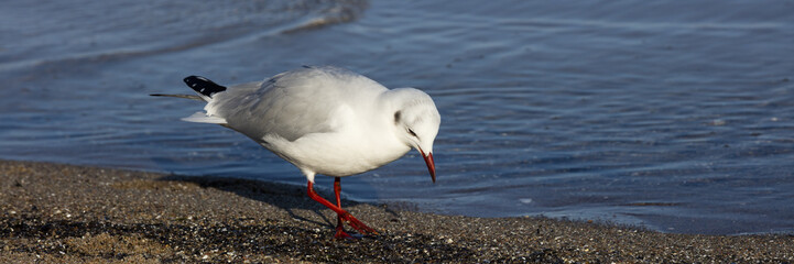 Lachmöwe, (Larus ridibundus), Möwe, (Laridae), Ostseeküste,  Lübecker Bucht, Schleswig-Holstein, Deutschland, Europa