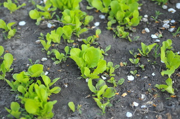 Sprouts of fresh salad in the garden