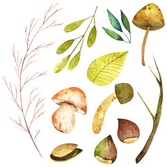 Watercolor forest elements. Includes colorful  branches, mushrooms, leaves, nuts, acorns and olives.  Perfect for you postcard design, invitations, projects, wedding card, poster, packaging.