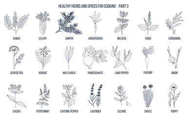 Fototapeta na wymiar Hand drawn set of culinary herbs and spices