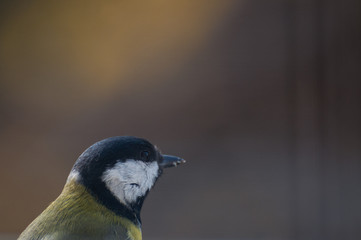 profile of a calm Great Tit
