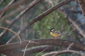 portrait of a Great Tit resting on a tree branch