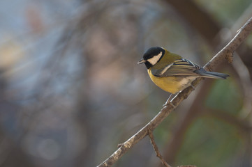 portrait of a Great Tit on a twig