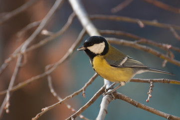 Obraz premium Great Tit singing on a twig and looking at the camera