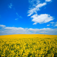 Obraz premium Endless Field of Rapeseed in Bloom under Blue Sky with Cumulus Clouds