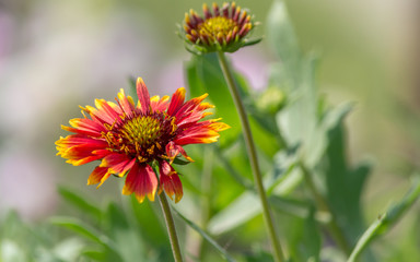 Gaillardia aristata, blanket flower, flowering plant in the sunflower family