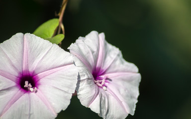 Isolated purple flower from sweet potato on a dark isolated background