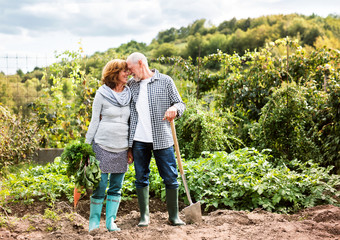 Senior couple gardening in the backyard garden.