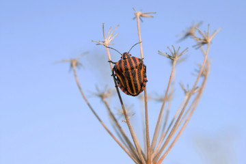 Punaise verte (ou rouge et noire / ou orange / ou marron) sur une tige (ou une fleur). Insecte des prairies, jardins et potagers se nourrissant de la sève des plantes. Sud de la France en été