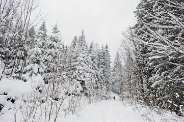Man at pine trees covered by snow at Carpathian mountains. Beautiful winter landscapes. Frost nature.