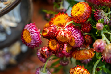 Colorful wild straw flower or golden everlasting decoration in shades of orange, pink and purple with bright yellow petal, green stem and blurred background